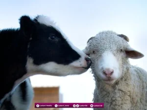 Solusi Mbah Wahab tentang Ibadah Qurban