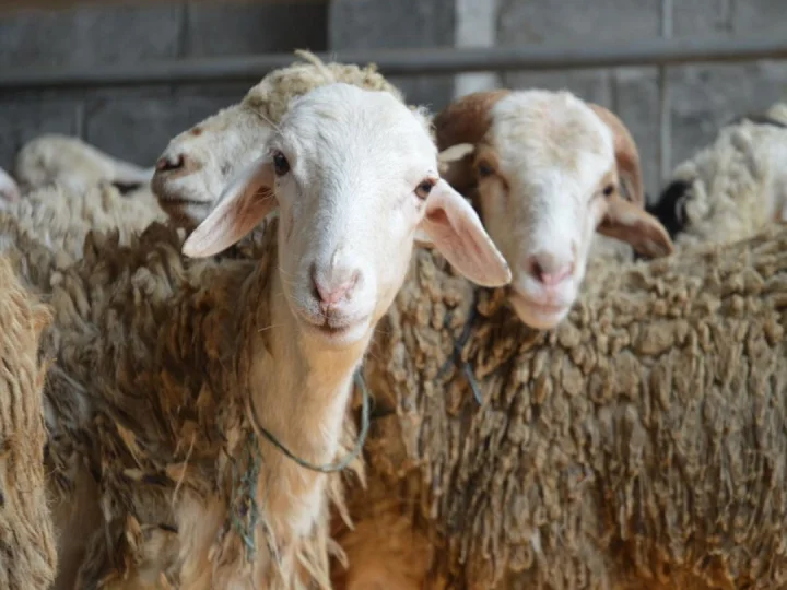 Gus Nadir: Qurban dan Tradisi (bagian 1)
