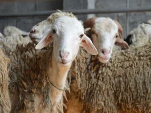 Gus Nadir: Qurban dan Tradisi (bagian 1)