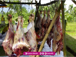 Bagian Daging untuk Pemilik Qurban