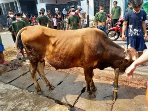 Bantu Warga Terdampak PPKM Darurat, PCNU Jakpus Bagikan 1.300 Bungkus Daging Qurban