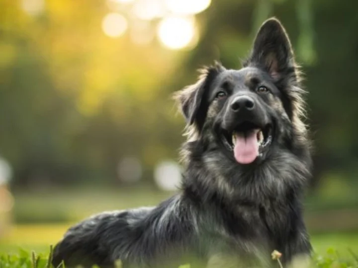 Kisah Syaikhona Kholil Mengirim Surat untuk Seekor Anjing Hitam