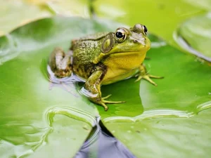 Kisah Hikmah di Balik Nabi Ibrahim dan Seekor Katak