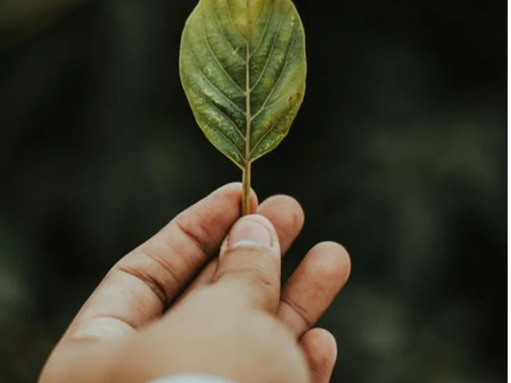 Filosofi Selembar Daun