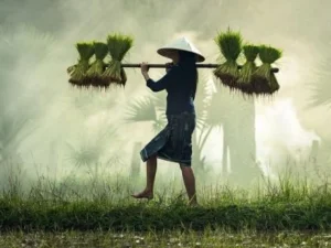 Ulama dan Pekerjaan Pilihan