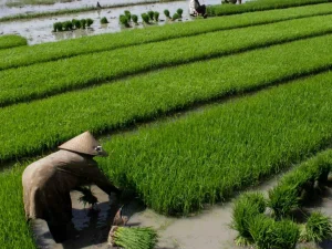 Bolehkah Menggadaikan Barang dengan Syarat Manfaat Diambil Penerima Gadai? Ini Penjelasannya