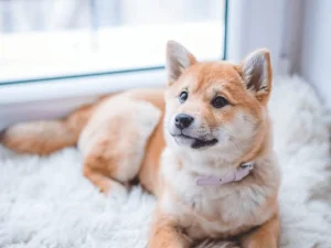 Hukum Memelihara Anjing bagi Umat Muslim