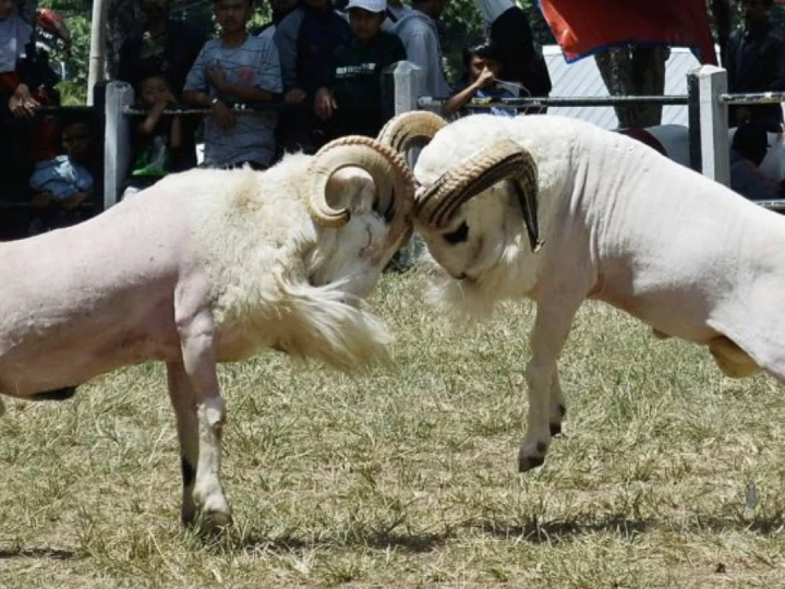 Kisah Inspiratif: Sifat Alami Kambing