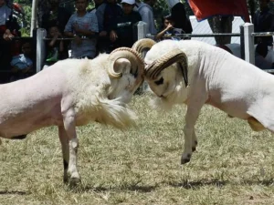 Kisah Inspiratif: Sifat Alami Kambing