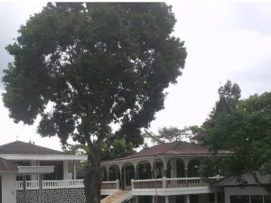 Pesantren An Nuur Wonosobo