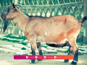 Hukum Menjual Kambing Aqiqah
