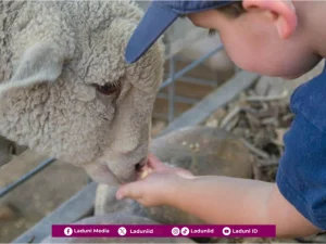 Hukum Menggabungkan Niat Qurban dengan Aqiqah