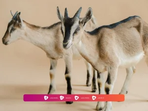 Hukum Patungan Hewan Qurban Kambing