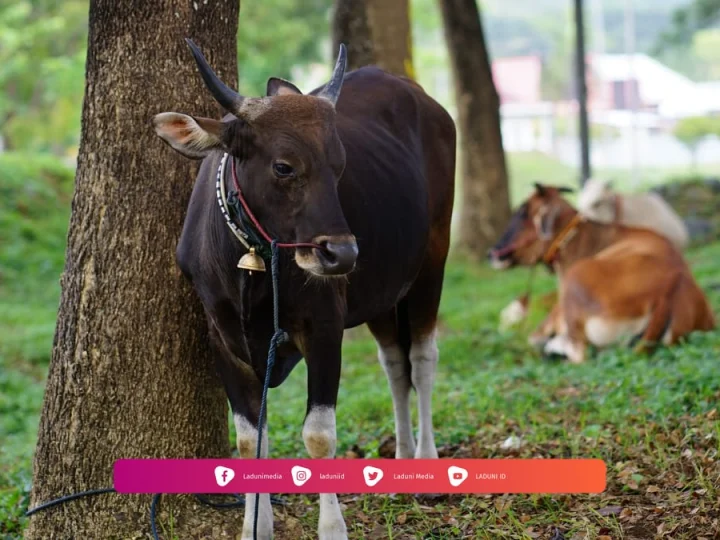Sunah-sunah Qurban