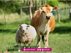 Khutbah Jumat: Makna Berqurban dan Ciri Orang yang Telah Berqurban