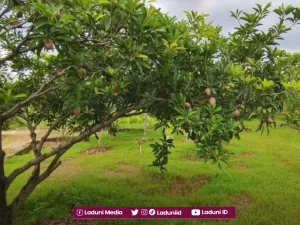 Tahun 1830 M: Sandi Perjuangan Santri Pangeran Diponegoro dalam Filosofi Buah Sawo