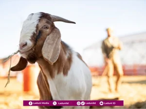 Memahami Makna Istilah Qurban, Udhiyyah, dan Nahr