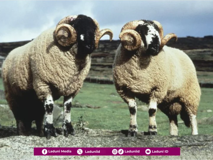 Rasulullah Menyembelih Dua Kambing Qurban, Satu untuk Umatnya dan Satu untuk Dirinya serta Keluarganya