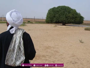 Mengenal “Pohon Shohabi” yang Menjadi Saksi Hidup Keberkahan Nabi Muhammad SAW hingga Kini