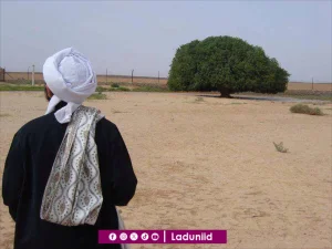 Mengenal “Pohon Shohabi” yang Menjadi Saksi Hidup Keberkahan Nabi Muhammad SAW hingga Kini