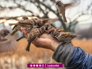 Tentang Anjuran Menebarkan Kasih Sayang kepada Semua Makhluk