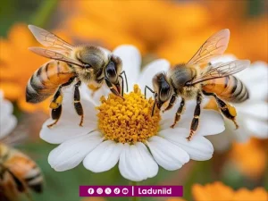 Ibarat Lebah, Orang Beriman Hanya Mengambil yang Baik dan Memberikan yang Terbaik 