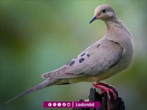 Seekor Merpati yang Mengalihkan Kekhusyu'an Shalat Sahabat Nabi