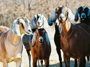 Qurban atau Aqiqah Dulu? Memahami Prioritas Ibadah dengan Hati yang Tenang