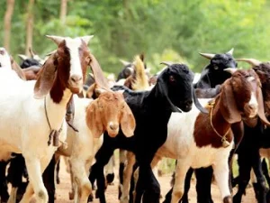 Hewan Qurban Berkualitas Menurut Persatuan Dokter Hewan Indonesia
